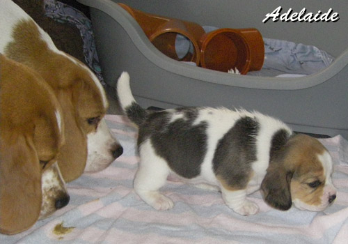 Beaglemütter kümmern sich um den Welpen